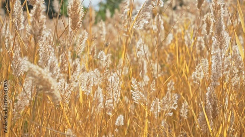 Golden Autumn Reed Field Swaying in Wind