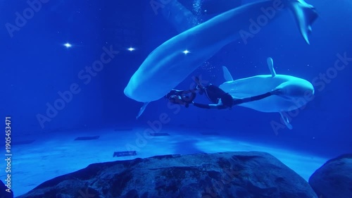 Beluga Whale Swimming Underwater in Deep Blue Ocean