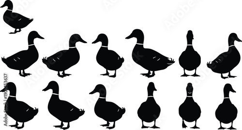 Duck silhouette illustration set, twelve black figures in varied poses standing upright or relaxed orientations, vector artwork, animal and nature theme, isolated background