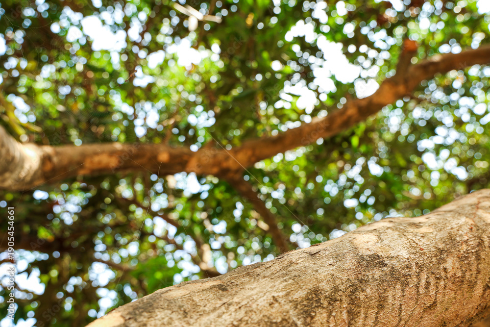 Fototapeta premium Close-up texture of rough tree trunk bark against vibrant green foliage with bright sunlit bokeh circles creating an abstract natural background.