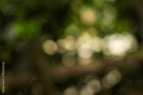 Mystical and soft natural bokeh background texture featuring vibrant gold light circles against deep dark green forest foliage ambiance.