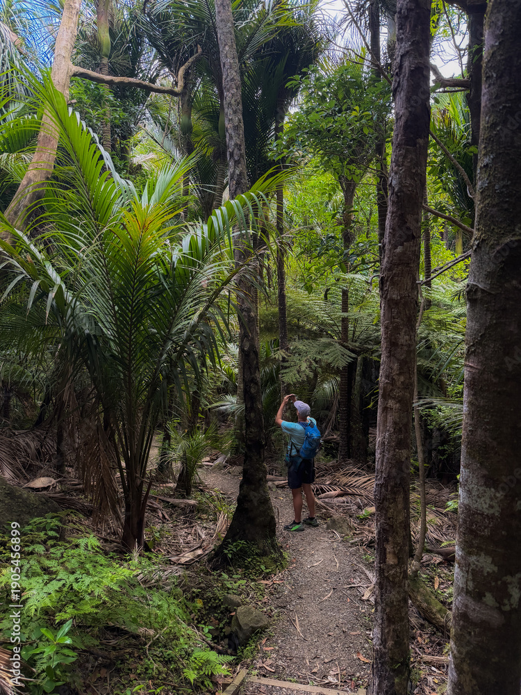 Obraz premium A hiker with a backpack takes a photo of the lush rainforest in New Zealand. The person is on a trail surrounded by ferns and palm trees, capturing the beauty of nature.
