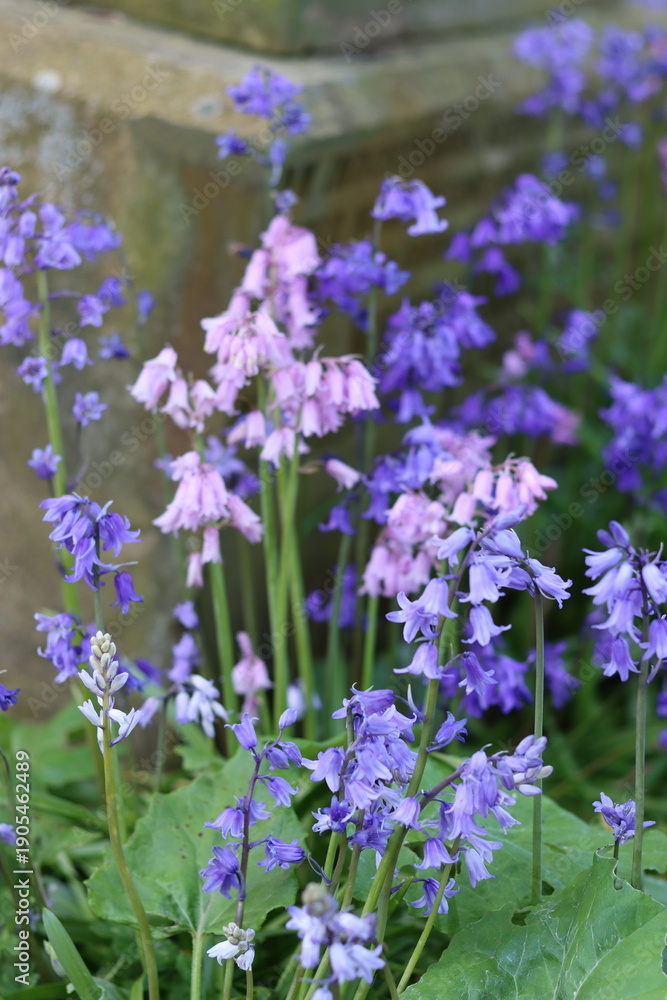 Fototapeta premium Blue and pink bluebells in a garden