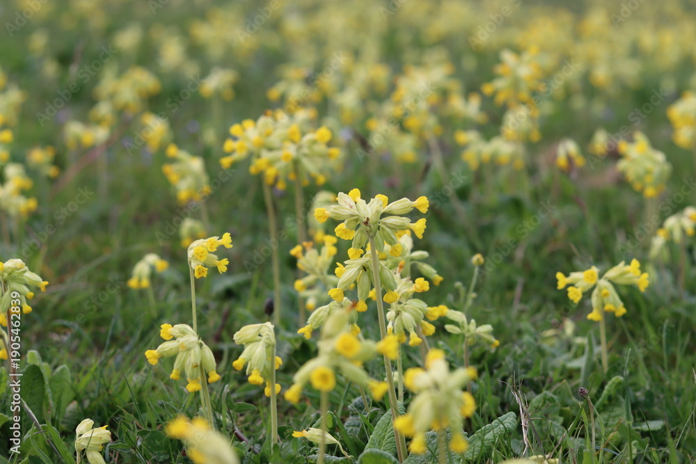 Obraz premium Yellow cowslips in a meadow