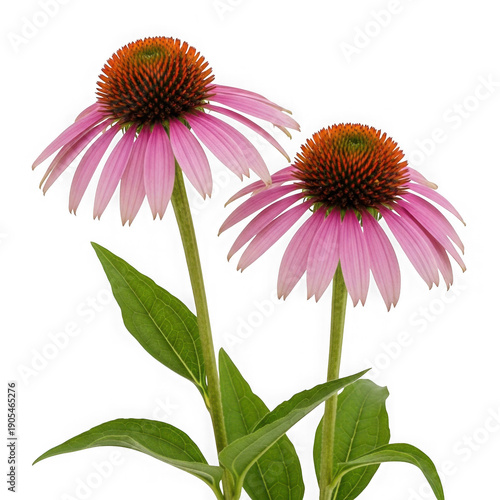 Purple coneflower - echinacea purpurea - wildflower - nature - botanical