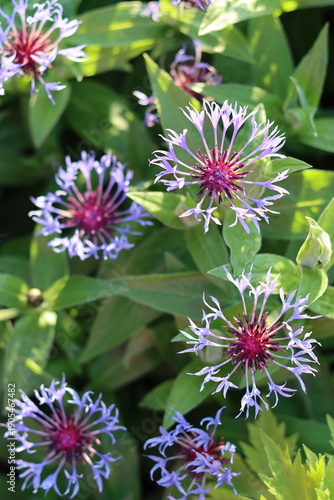 Картината върху платно Perennial cornflower or centaurea montana flowers