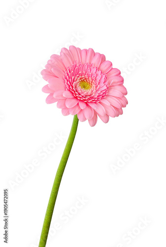Pink gerbera with a long stem on a white background.