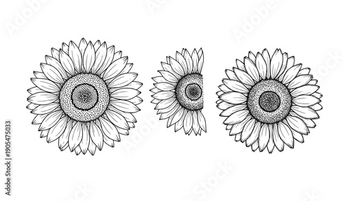 Minimal black and white sunflower line art vector illustration collection