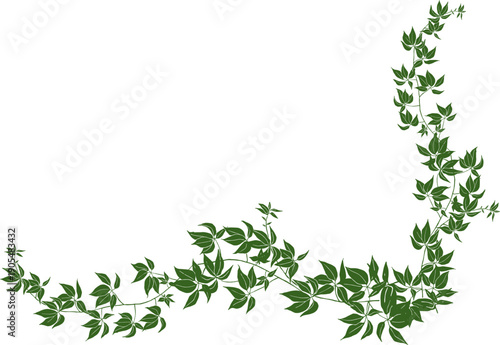Green ivy creeper leaves vector silhouette. Climbing plant foliage border or frame element isolated on white background.