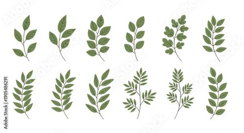 Selection of diverse green leaf branches and botanical sprigs with various leaf shapes and arrangements on a white background for plant studies.
