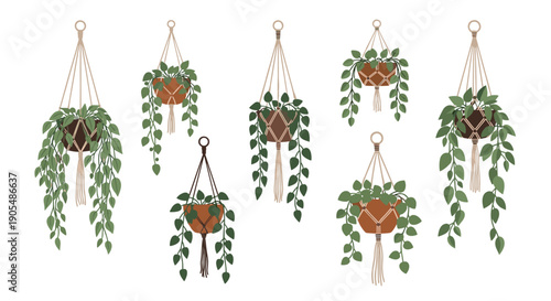Selection of various indoor hanging plants in macrame pot holders featuring different leaf shapes and green foliage for home decor.