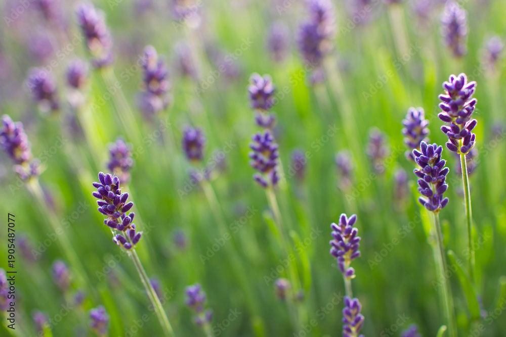 Naklejka premium lavender flowers in the garden