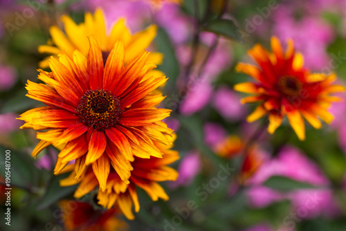 Wallpaper Mural rudbeckia flowers in the garden - soft focus Torontodigital.ca