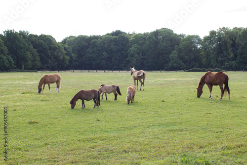 Wallpaper Mural Horses on a spring pasture Torontodigital.ca