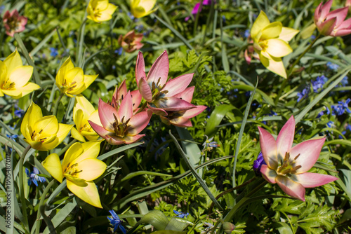Wallpaper Mural spring flowers in Keuhenhof in the Netherlands - springtime Torontodigital.ca