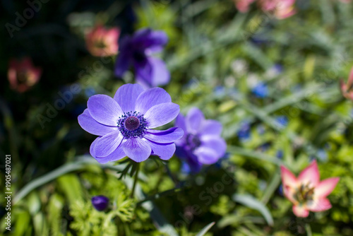 Wallpaper Mural anemone flowers in Keuhenhof in the Netherlands Torontodigital.ca
