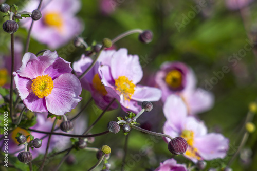 Wallpaper Mural anemone flowers in Keuhenhof in the Netherlands Torontodigital.ca