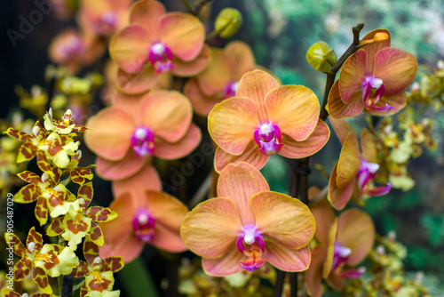 Wallpaper Mural Beautiful orange orchid  - phalaenopsis on blurred background Torontodigital.ca