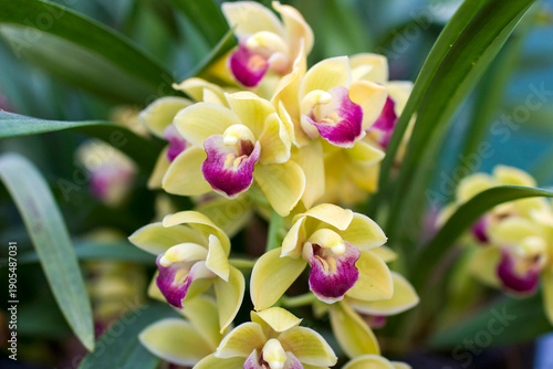 Wallpaper Mural Beautiful yellow  orchid  - orchid flowers on blurred background Torontodigital.ca