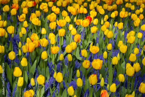 Wallpaper Mural spring flowers in Keuhenhof in the Netherlands Torontodigital.ca