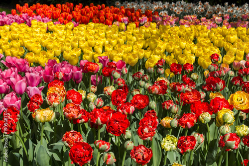 Wallpaper Mural tulip flowers in Keuhenhof in the Netherlands Torontodigital.ca