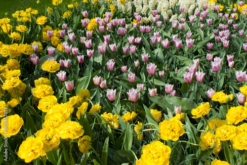 Wallpaper Mural spring flowers in Keuhenhof in the Netherlands Torontodigital.ca