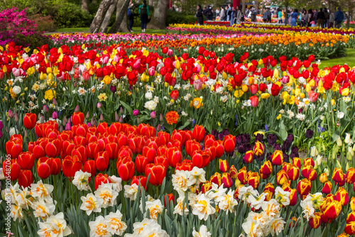 Wallpaper Mural spring flowers in Keuhenhof in the Netherlands Torontodigital.ca