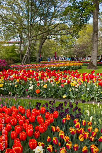 Wallpaper Mural spring flowers in Keuhenhof in the Netherlands Torontodigital.ca