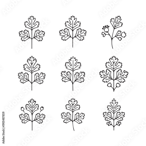 Parsley Leaves Collection Hand Drawn Botanical Elements Outline Vector