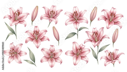 watercolor pink lily clipart for graphic resources