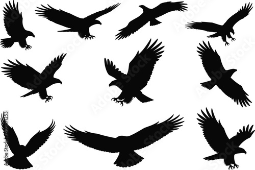 Collection of flying eagle silhouettes, birds of prey in different wing positions, black isolated raptor vector illustration, wildlife graphic set