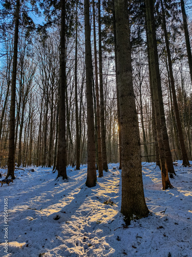 forest in winter
