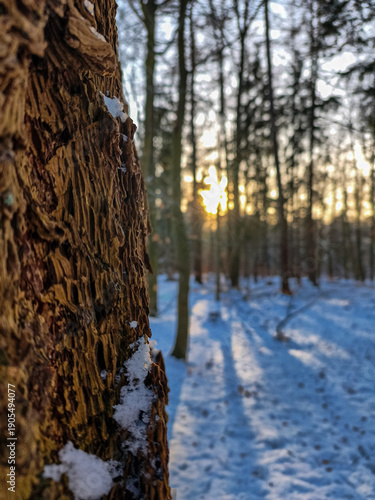 trees in the snow