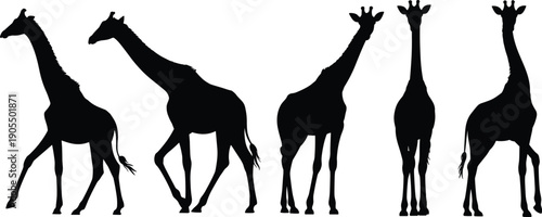 Giraffe silhouettes set, African wildlife animal standing poses collection, safari nature concept isolated on white background illustration design