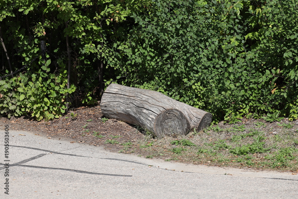 Obraz premium weather beaten gray log beside paved walking, cycling path against dense green foliage in summer sunshine (landscape)