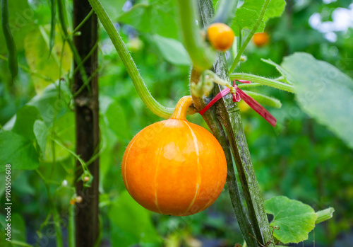 Fresh ripe orange Kabocha fruit growing in a vegetable garden in Ciater, Subang, West Java, Indonesia. Agricultural shot of a Japanese pumpkin on the vine surrounded by green leaves.