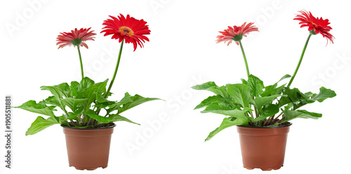Red gerbera flowers in pots isolated on white background. File contains clipping path.
