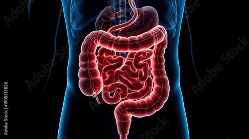 Detailed Human Intestine X-Ray View Inside the Human Body Showing Digestive System Anatomy for Medical and Healthcare Concept Photo