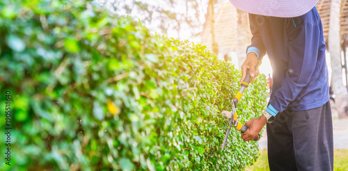 Gardener working to prune a shrub with scissors in a well-maintained landscape during daylight hours. High quality photo