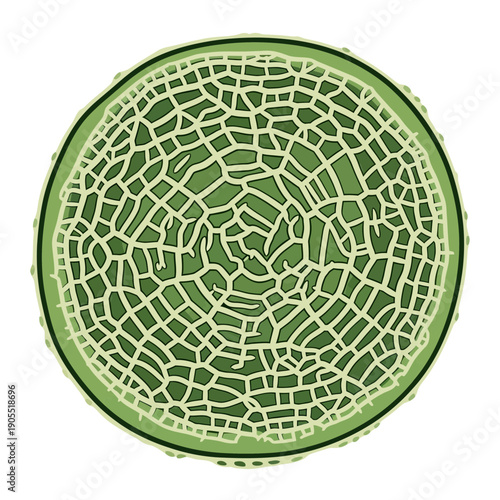 Cross-section of a Green Melon Fruit Isolated