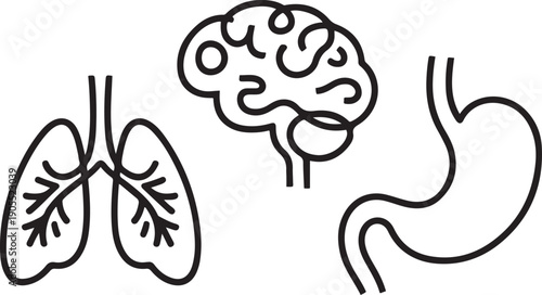 Set of human organs one line continuous drawing. Lungs, brain, stomach.one line vector icon illustration
