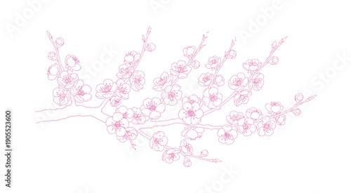 Apricot flowers, a gorgeous set of branches in a slender, graceful line. The outline of Japanese cherry blossoms. A hand-drawn sketch of a cherry or plum blossom branch. Vector artwork.