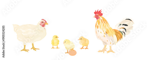 Cute cartoon farm birds collection. Vector hand drawn illustrations of Chicken family. Hen, Rooster and little Chicks isolated on white background. Set of poultry clip art. 