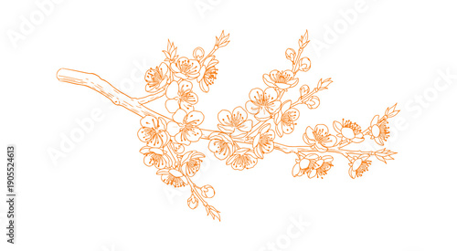 Apricot blooms, a stunning arrangement of branches in a graceful thin line. The outline of Japanese sakura flowers. A hand-drawn illustration of a cherry or plum blossom branch. Vector design.