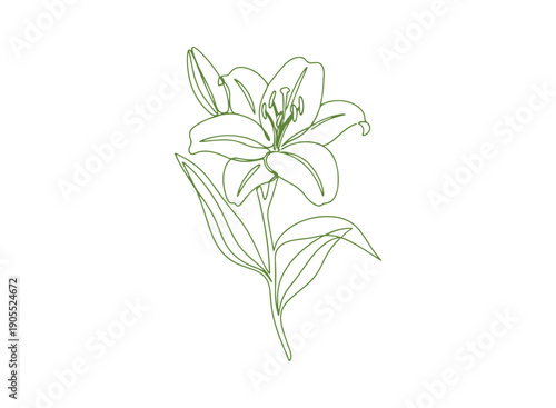 A graceful and artistic single-line drawing of a flowering lily with leaves, crafted in a minimalist color style on a white background. One-line icon of a lily flower. Vector design.
