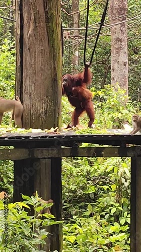 Video of a female orangutan with her baby fighting a pig tailed macaque on a feeding platform at Sepilok in Borneo. Wildlife interaction scene showing primate behavior in a natural conservation area.