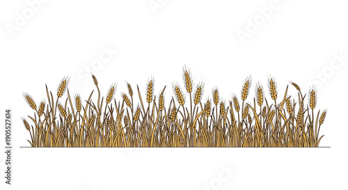 Detailed illustration of a golden wheat field with many stalks growing together on a plain white background.