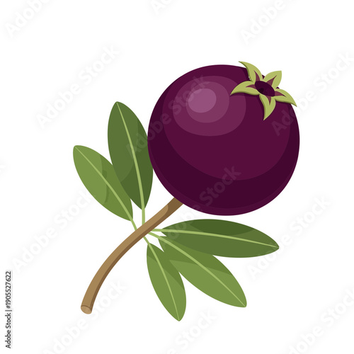 Ripe purple berry with green leaves on a branch