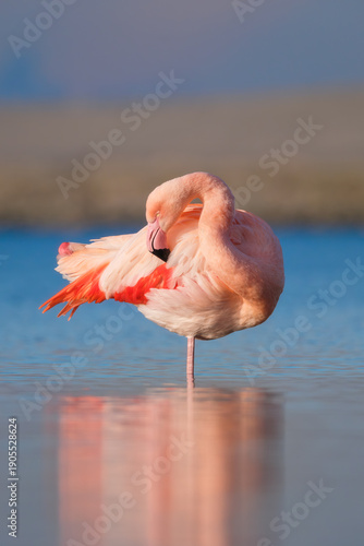 A graceful pink flamingo stands solitary in the calm water, creating a perfect symmetrical reflection. This elegant wildlife portrait captures nature's serenity and vibrant colors.