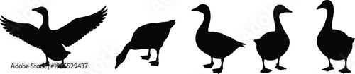 Goose silhouettes, bird vector, flying standing poses, farm animal design, wildlife art, stock illustration, domestic geese, posture icons, nature graphic